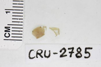 Media type: image;   Invertebrate Zoology CRU-2785 Description: Preserved specimen.;